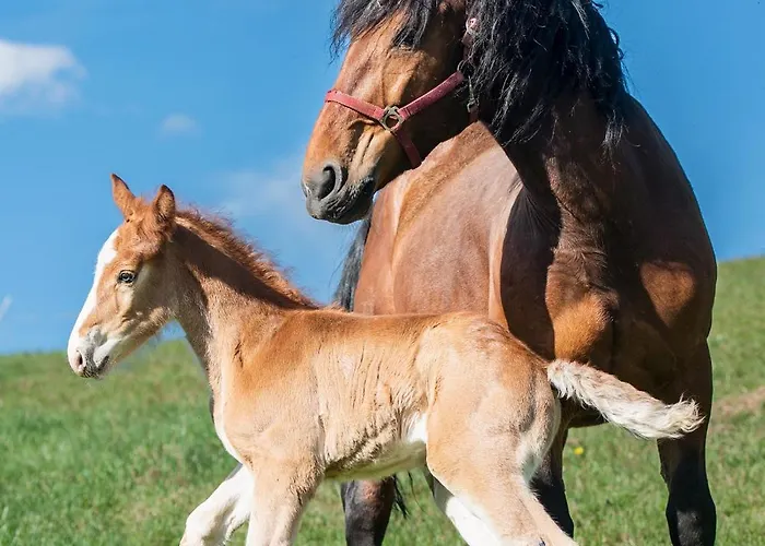 Milkowska بيت للعطل *