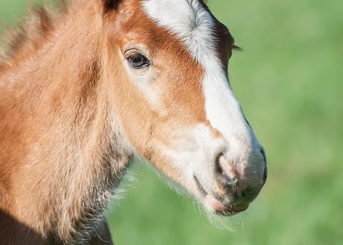 Prázdninový dům Milkowska *